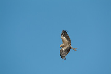 faucon en vol