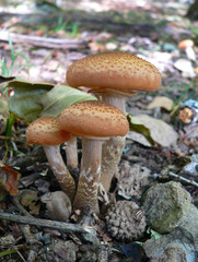 mushrooms armillaria (armillariella mellea)