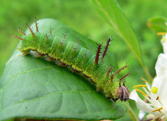 caterpillar of butterfly purple (apatura)