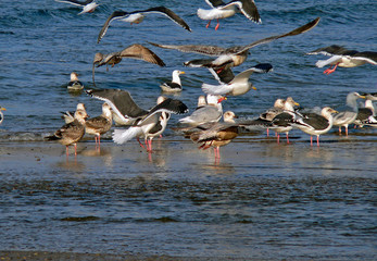 slaty-backed gull (larus schistisagus)