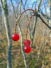 wild redcurrant