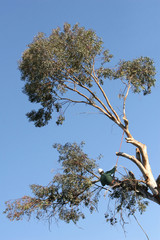 tree cutting 2
