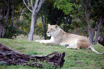 Naklejka premium lioness