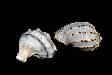 shells