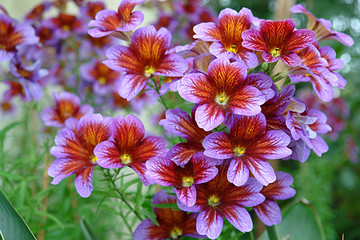 beautiful colorful flowers