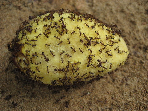 Ameisen fressen umari frucht, Poraqueiba sericea. Amazonas Regenwald, Brasilien