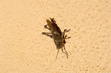 grasshopper