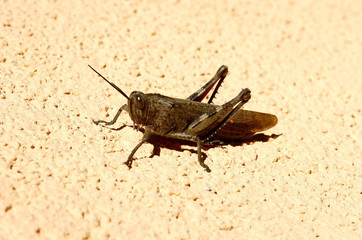 grasshopper