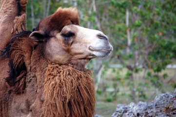 camel portrait