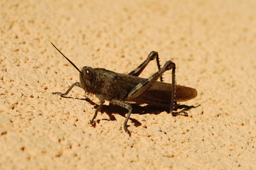 grasshopper
