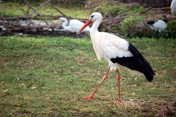 saddleback stork