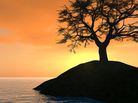 sunset_tree_holm
