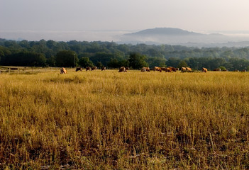 troupeau de vache dans la brume