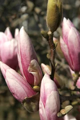 Photo sur Aluminium brossé Magnolia magnolia grandiflora