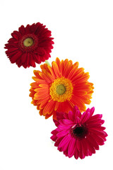 floraison