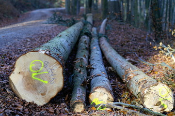 baumstämme