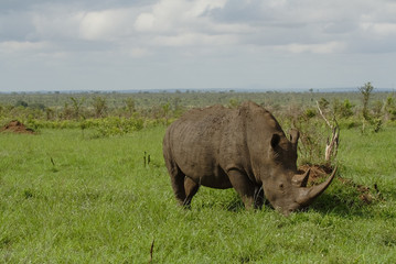 white rhino landscape