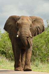 Fototapeta na wymiar słoń na drodze