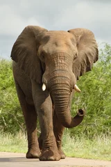 Afwasbaar Fotobehang Olifant olifant op de weg