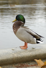 duck in paris