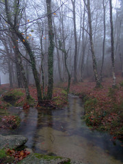 florest in the autumn