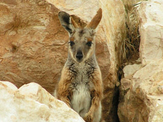 yellow-footed rock wallaby