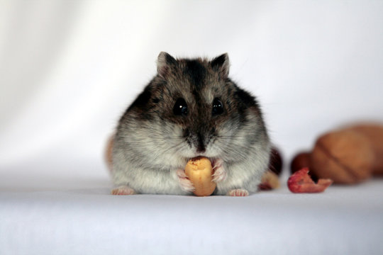 "merenda"