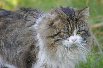 chat m&acirc;le pendant les amours