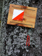 orienteering 1