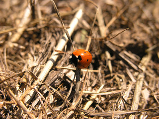 ladybird © Snowshill