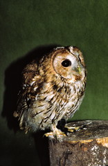 tawny owl