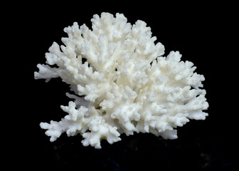 coral