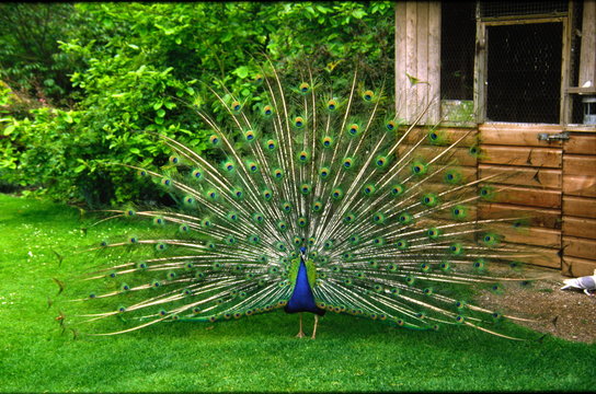 Fototapeta peacock