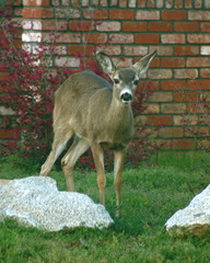 deer at home