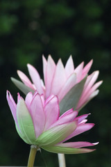 pink water lilies