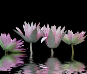 Peel and stick wall murals Waterlillies water-lilies