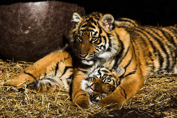 tiger
