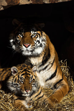 tiger