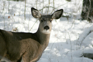 white tail deer