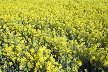 field of yellow flowers