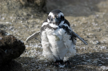 argentinian penguin