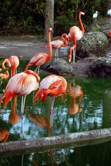 metro zoo flamingo pond