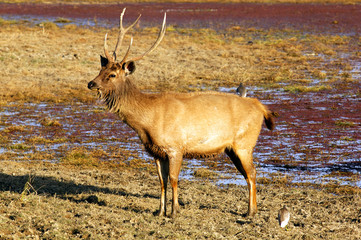 india, ranthambore: deers