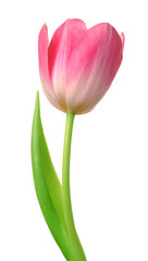 tulip isolated [clipping path]