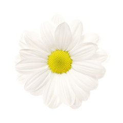 white daisy isolated [with clipping path]