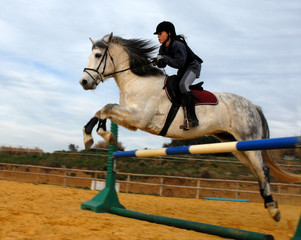 sport equestre