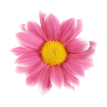 red daisy isolated [with clipping path]