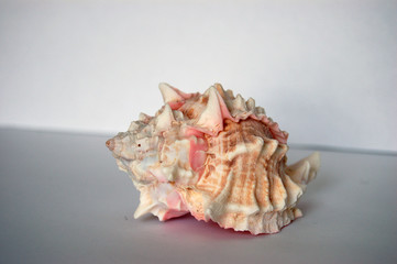 pink shell 01