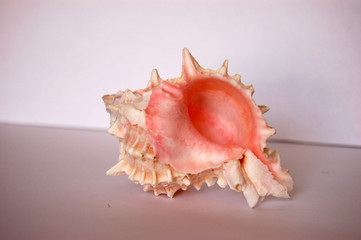 pink shell 04