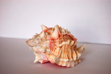 pink shell 05